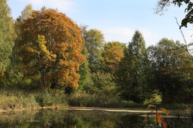 Sonbahar gölet sonbahar ormanıyla çevrili