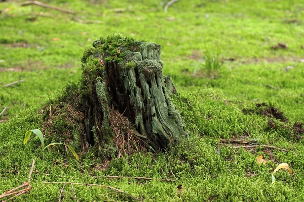 Старый гнилой пень дерева, покрытый зеленым мхом — стоковое фото