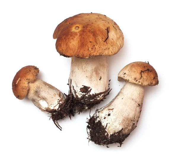 Beyaz zemin üzerinde üç ceps