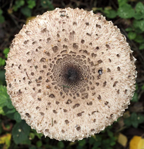 Doku mantar Cap, üstten görünüm