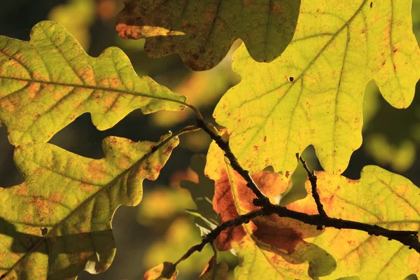 Güneşin karşı yakın meşe sonbahar yaprakları