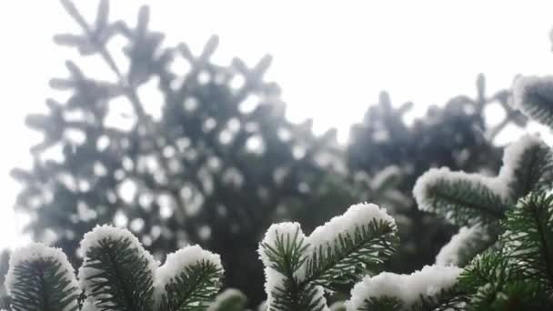 Snow Falls Slowly Pine Tree Seen Snow Accumulates Its Leaves — Stock Video