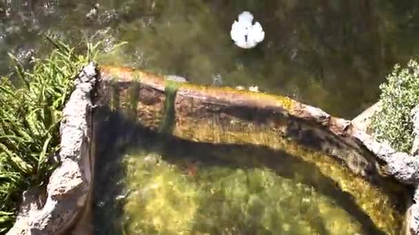 Biała Gęś Kąpie Się Trzepocze Skrzydłami Podczas Gdy Woda Porusza — Wideo stockowe