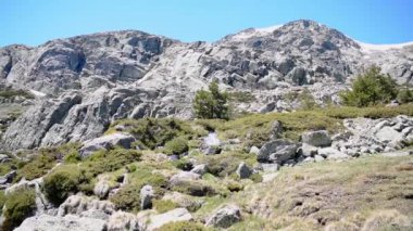 Küçük bitkileri ve deresi olan Rocky Dağı.