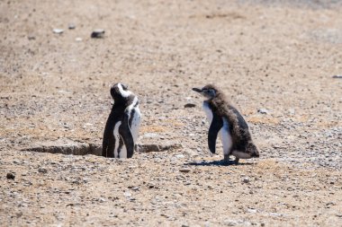 Arjantin 'in Puerto Madryn kenti yakınlarında Patagonya' nın kuzeyinde doğal bir milli parkta özgürce yaşayan birkaç güzel Penguen. Unesco Dünya Mirası Bir yaz günü Doğal Rezerv Parkı.
