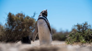 Arjantin 'in Puerto Madryn kenti yakınlarındaki Patagonya' nın kuzeyindeki doğal bir milli parkta özgürce yaşayan izole edilmiş güzel Penguen. Unesco Dünya Mirası Bir yaz günü Doğal Rezerv Parkı.