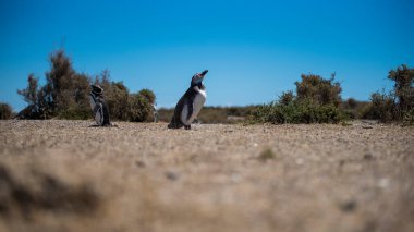 Arjantin 'in Puerto Madryn kenti yakınlarında Patagonya' nın kuzeyinde doğal bir milli parkta özgürce yaşayan birkaç güzel Penguen. Unesco Dünya Mirası Bir yaz günü Doğal Rezerv Parkı.