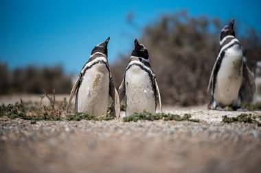 Colony of Magellanic Penguins (Spheniscus magellanicus) on Isla Magdalena in the Strait of Magellan, Chile. clipart