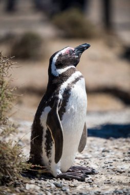 Beautiful Isolated Penguin dwelling free in a natural national park in north Patagonia near the city of Puerto Madryn in Argentina. Unesco world heritage as natural reserve park in a summer day. clipart