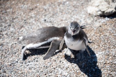 Arjantin 'in Puerto Madryn kenti yakınlarında Patagonya' nın kuzeyinde doğal bir milli parkta özgürce yaşayan birkaç güzel Penguen. Unesco Dünya Mirası Bir yaz günü Doğal Rezerv Parkı.