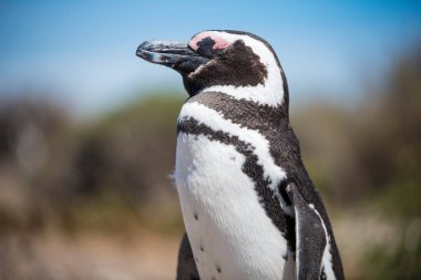 Arjantin 'in Puerto Madryn kenti yakınlarındaki Patagonya' nın kuzeyindeki doğal bir milli parkta özgürce yaşayan izole edilmiş güzel Penguen. Unesco Dünya Mirası Bir yaz günü Doğal Rezerv Parkı.