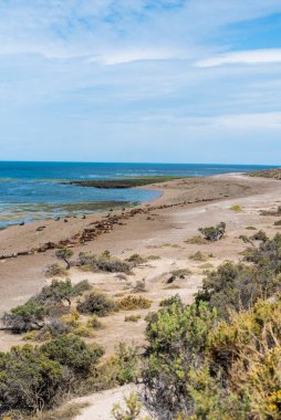 Kuzey Patagonya, Arjantin 'deki Valdes Yarımadası' ndaki Puerto Madryn yakınlarındaki plajın panoramik görüntüsü. Deniz Aslanları ve Macellan penguenleri Atlantik 'e bakan plaj boyunca doğal bir rezervde yaşarlar.