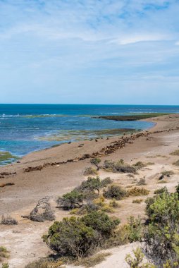 Kuzey Patagonya, Arjantin 'deki Valdes Yarımadası' ndaki Puerto Madryn yakınlarındaki plajın panoramik görüntüsü. Deniz Aslanları ve Macellan penguenleri Atlantik 'e bakan plaj boyunca doğal bir rezervde yaşarlar.