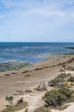 Kuzey Patagonya, Arjantin 'deki Valdes Yarımadası' ndaki Puerto Madryn yakınlarındaki plajın panoramik görüntüsü. Deniz Aslanları ve Macellan penguenleri Atlantik 'e bakan plaj boyunca doğal bir rezervde yaşarlar.
