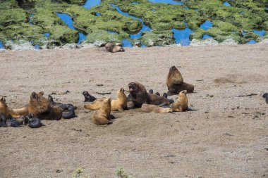 Bazı deniz aslanları Arjantin 'in Valdes Yarımadası' ndaki Puerto Madryn yakınlarında doğal bir ulusal park rezervinde ikamet ediyorlar. Vahşi yaşam görüntüsü Patagonya hayvanlarını doğal ortamlarında gösteriyor.