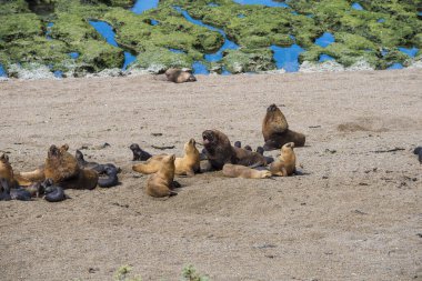 Some sea lions dwelling in a natural national park reserve near Puerto Madryn in Valdes Peninsula in Argentina. Wild life nature image showing Patagonian animals in their natural habitat clipart