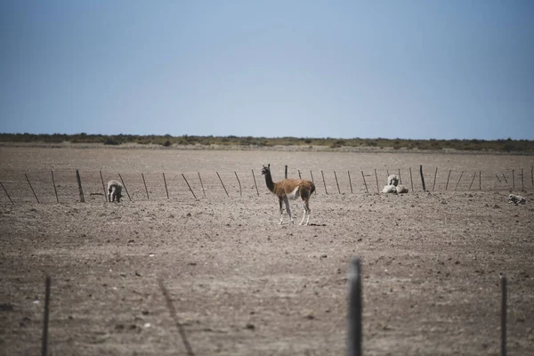 Belo Exemplo Animais Guanaco Vivendo Morando Região Norte Patagônia Distrito — Fotografia de Stock