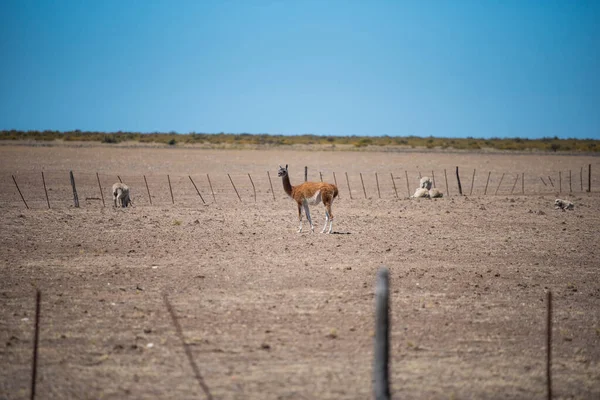 Όμορφο Παράδειγμα Των Ζώων Guanaco Που Ζουν Και Κατοικούν Στη — Φωτογραφία Αρχείου