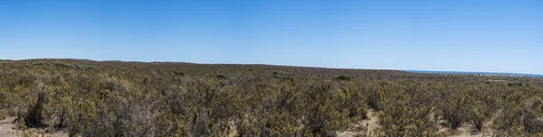 空の通りとアルゼンチンのプエルトマドリン バルデス地区の北パタゴニア地域の砂漠の美しい例 南アメリカの典型的なパタゴニア牧場と農場生活 — ストック写真