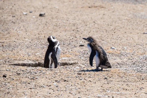 Couple Beautiful Penguins Dwelling Free Natural National Park North Patagonia — Stock Photo, Image