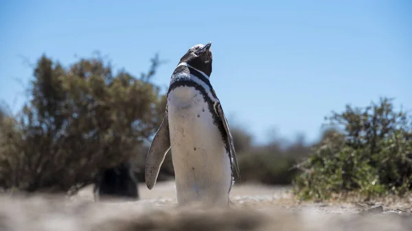 美しい隔離されたペンギンは アルゼンチンのプエルトマドリン市の近くにあるパタゴニア北部の自然国立公園に無料で住んでいます 夏の日に自然保護区としてユネスコ世界遺産 — ストック写真