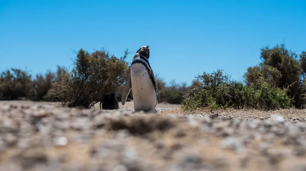 Vacker Isolerad Pingvin Boende Gratis Naturlig Nationalpark Norra Patagonien Nära — Stockfoto