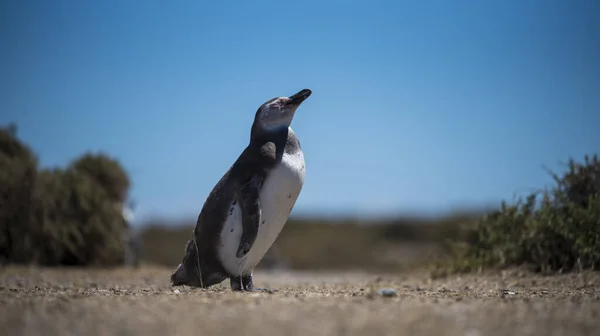 Vacker Isolerad Pingvin Boende Gratis Naturlig Nationalpark Norra Patagonien Nära — Stockfoto