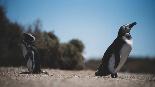 Pareja Hermosos Pingüinos Que Viven Libres Parque Natural Nacional Patagonia — Foto de Stock