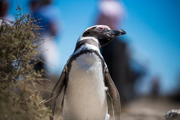 Vacker Isolerad Pingvin Boende Gratis Naturlig Nationalpark Norra Patagonien Nära — Stockfoto