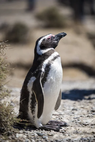 Schöne Isolierte Pinguin Behausung Frei Einem Natürlichen Nationalpark Nordpatagonien Der — Stockfoto