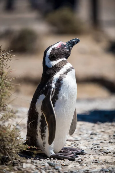 Arjantin 'in Puerto Madryn kenti yakınlarındaki Patagonya' nın kuzeyindeki doğal bir milli parkta özgürce yaşayan izole edilmiş güzel Penguen. Unesco Dünya Mirası Bir yaz günü Doğal Rezerv Parkı.