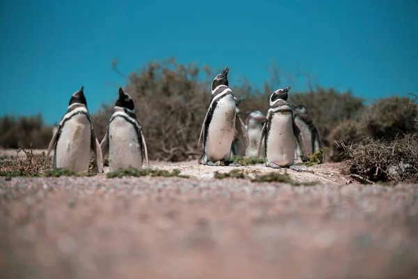 Colônia Pinguins Magalhães Spheniscus Magellanicus Isla Magdalena Estreito Magalhães Chile — Fotografia de Stock