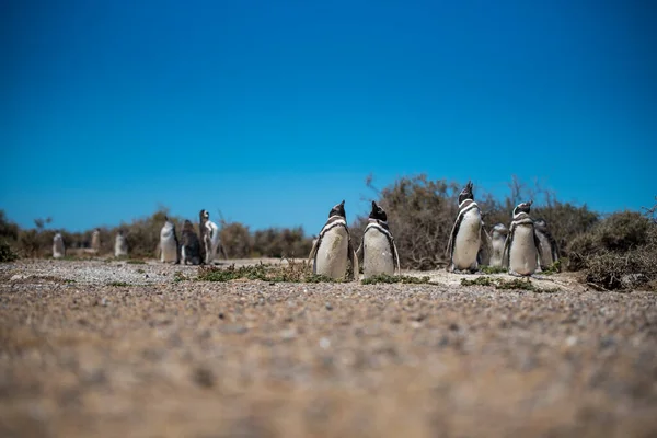 Colonia Pingüinos Magallanes Spheniscus Magellanicus Isla Magdalena Estrecho Magallanes Chile — Foto de Stock