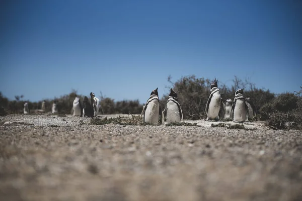 Kolonin Magellanska Pingviner Spheniscus Magellanicus Isla Magdalena Magellansundet Chile — Stockfoto