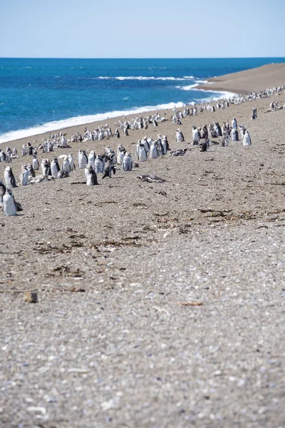 Colonia Pingüinos Magallanes Spheniscus Magellanicus Isla Magdalena Estrecho Magallanes Chile — Foto de Stock