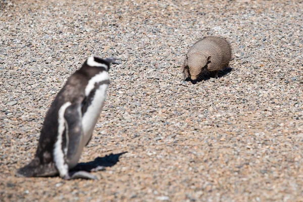 Magellanic Penguins和Armadillos免费居住在阿根廷Madryn港附近北Patagonia的一个自然国家公园里 联合国世界文化遗产作为自然保护区公园 — 图库照片