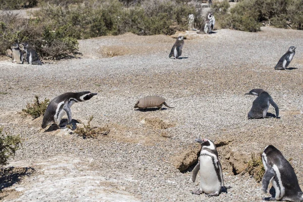 Magellanic Penguins和Armadillos免费居住在阿根廷Madryn港附近北Patagonia的一个自然国家公园里 联合国世界文化遗产作为自然保护区公园 — 图库照片