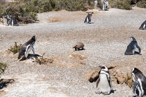 Los Pingüinos Magallánicos Los Armadillos Viven Libres Parque Natural Nacional — Foto de Stock