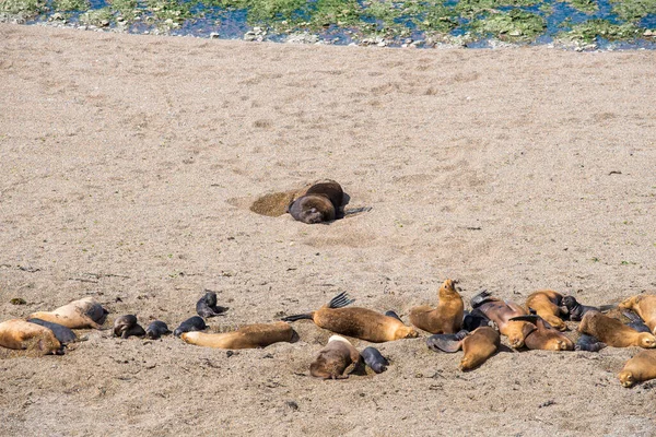 Some sea lions dwelling in a natural national park reserve near Puerto Madryn in Valdes Peninsula in Argentina. Wild life nature image showing Patagonian animals in their natural habitat