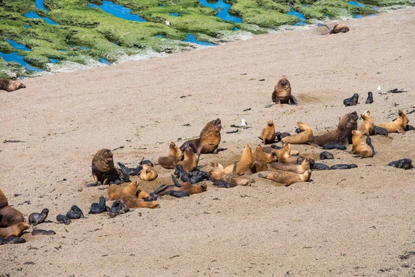 Några Sjölejon Som Bor Ett Naturreservat Nära Puerto Madryn Valdes — Stockfoto