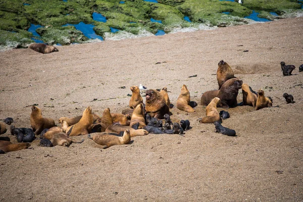 Några Sjölejon Som Bor Ett Naturreservat Nära Puerto Madryn Valdes — Stockfoto