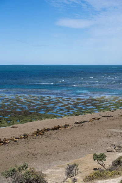 วพาโนรามาของชายหาดใกล เปอร มาเดร ในคาบสม ทรว ลเดส ทางตอนเหน อของปาตาโกเน อาร เจนต — ภาพถ่ายสต็อก