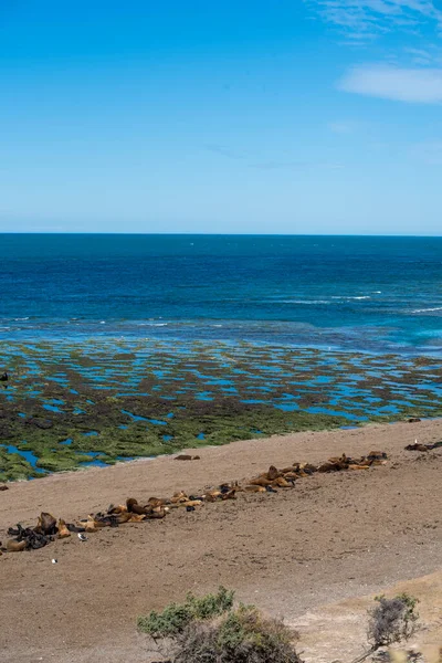 아르헨티나 파타고니아 북부의 발데스 반도에 푸에르토 해변의 파노라마 대서양을 해변을 — 스톡 사진