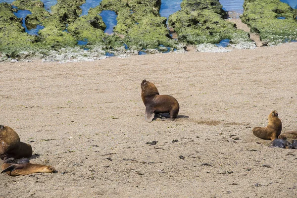 Alcuni Leoni Marini Vivono Una Riserva Naturale Nei Pressi Puerto — Foto Stock