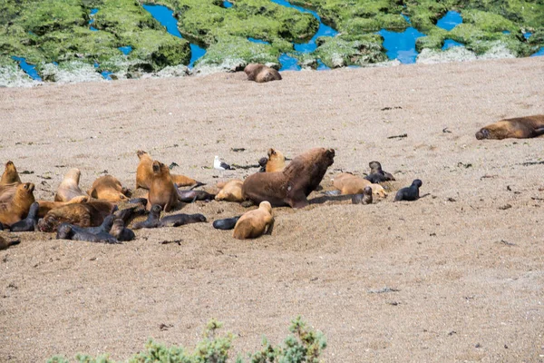 Några Sjölejon Som Bor Ett Naturreservat Nära Puerto Madryn Valdes — Stockfoto