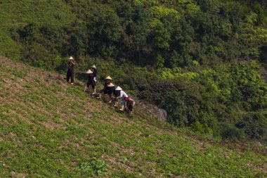 Yeşil Doğa Dağı, Asya 'da, Vietnam' da ziraat, küçük bir kulübe, doğa sevgisiyle çiftçilerin çalıştığı yer, Güney Asya 'da kırsal yaşam..