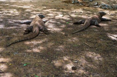 Komodo Dragon, the largest lizard in the world walks on the ground. It is a dangerous and carnivore prehistoric animal. Komodo Island, Indonesia, south Asia.