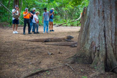 Komodo Dragon, the largest lizard in the world walks on ground. It is a dangerous prehistoric animal. Some tourists around and the rangers make the place safe. Komodo Island, Indonesia, south Asia.