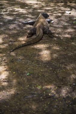 Komodo Dragon, the largest lizard in the world walks on the ground. It is a dangerous and carnivore prehistoric animal. Komodo Island, Indonesia, south Asia.