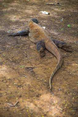 Komodo Dragon, the largest lizard in the world walks on the ground. It is a dangerous and carnivore prehistoric animal. Komodo Island, Indonesia, south Asia.